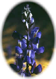 Iris.jpg (27651 bytes)